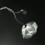 Robert Mapplethorpe: l’ossessione della perfezione, il rigore della bellezza